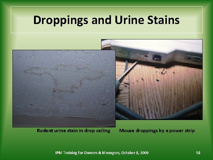 Droppings and Urine Stains Rodent urine stain in drop ceiling Mouse droppings by a