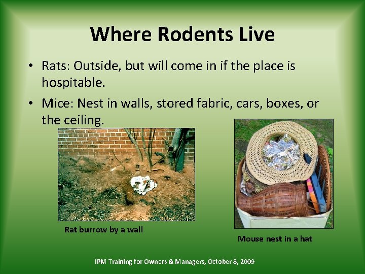 Where Rodents Live • Rats: Outside, but will come in if the place is