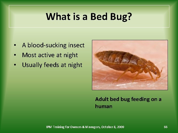 What is a Bed Bug? • A blood-sucking insect • Most active at night