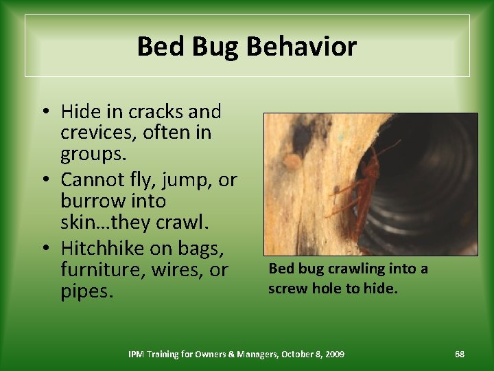 Bed Bug Behavior • Hide in cracks and crevices, often in groups. • Cannot