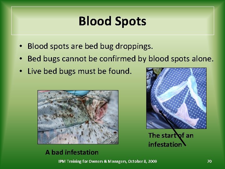 Blood Spots • Blood spots are bed bug droppings. • Bed bugs cannot be