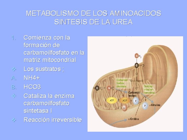 METABOLISMO DE LOS AMINOACIDOS SINTESIS DE LA UREA 1. v A. B. v v