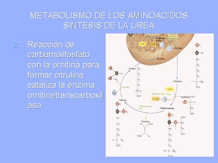 METABOLISMO DE LOS AMINOACIDOS SINTESIS DE LA UREA 2. Reacción de carbamoilfosfato con la