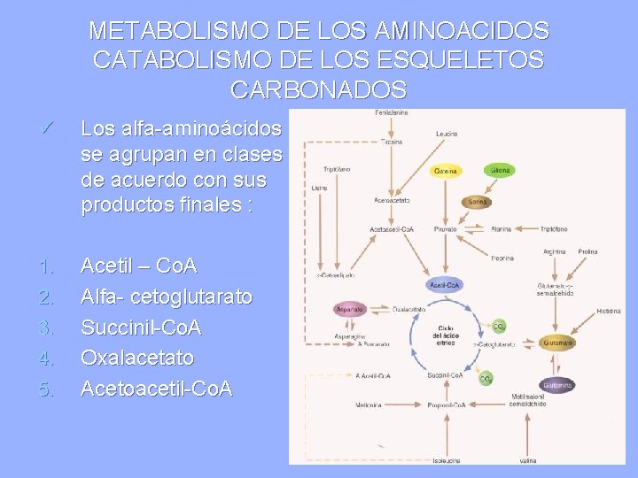 METABOLISMO DE LOS AMINOACIDOS CATABOLISMO DE LOS ESQUELETOS CARBONADOS ü Los alfa-aminoácidos se agrupan
