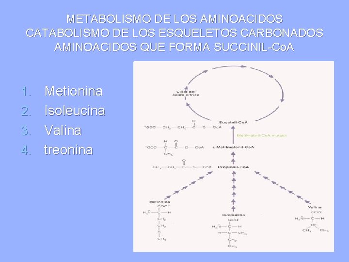 METABOLISMO DE LOS AMINOACIDOS CATABOLISMO DE LOS ESQUELETOS CARBONADOS AMINOACIDOS QUE FORMA SUCCINIL-Co. A