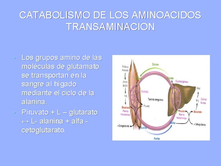 CATABOLISMO DE LOS AMINOACIDOS TRANSAMINACION • Los grupos amino de las moléculas de glutamato