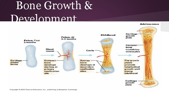 Bone Growth & Development 