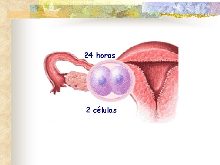 24 horas 2 células 