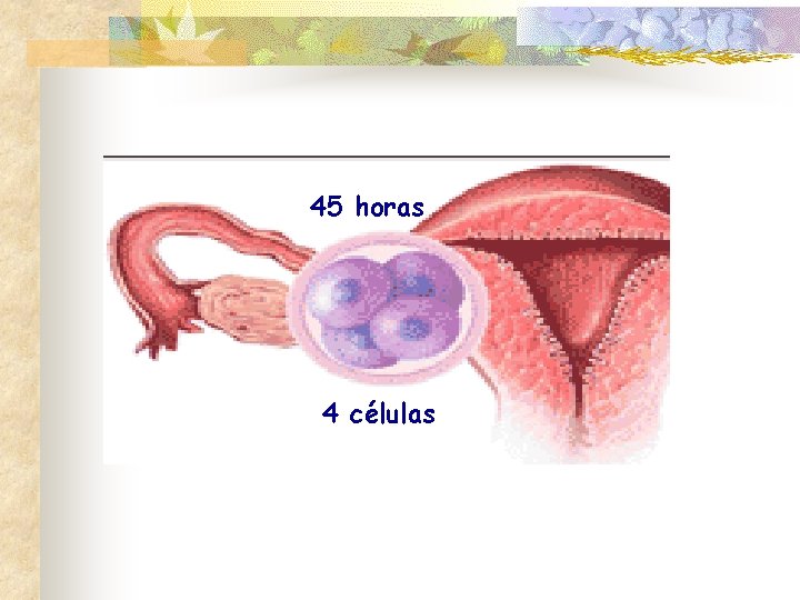 45 horas 4 células 