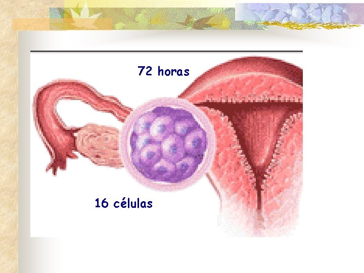 72 horas 16 células 