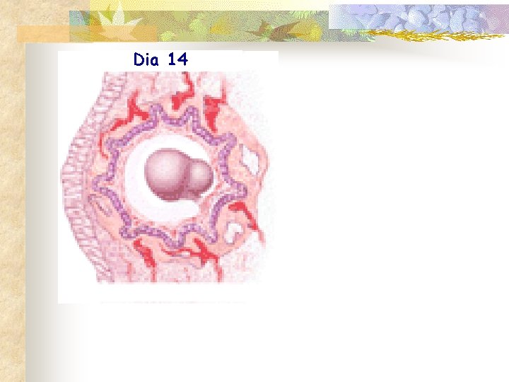 Dia 14 