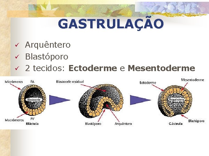 GASTRULAÇÃO ü ü ü Arquêntero Blastóporo 2 tecidos: Ectoderme e Mesentoderme 