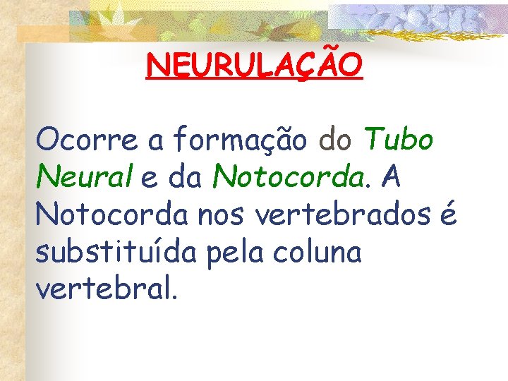 NEURULAÇÃO Ocorre a formação do Tubo Neural e da Notocorda. A Notocorda nos vertebrados