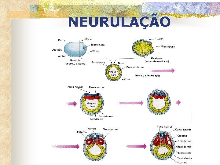 NEURULAÇÃO 