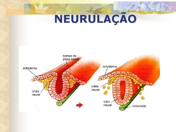 NEURULAÇÃO 