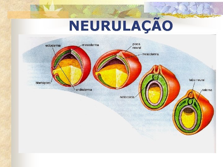 NEURULAÇÃO 