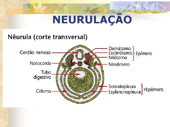 NEURULAÇÃO 