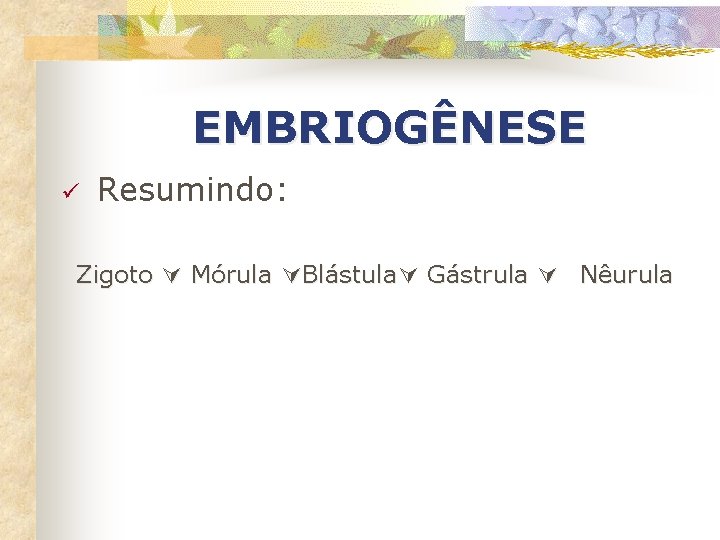 EMBRIOGÊNESE ü Resumindo: Zigoto Mórula Blástula Gástrula Nêurula 