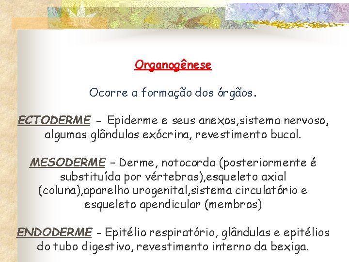 Organogênese Ocorre a formação dos órgãos. ECTODERME - Epiderme e seus anexos, sistema nervoso,