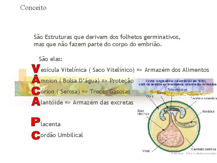 Conceito São Estruturas que derivam dos folhetos germinativos, mas que não fazem parte do