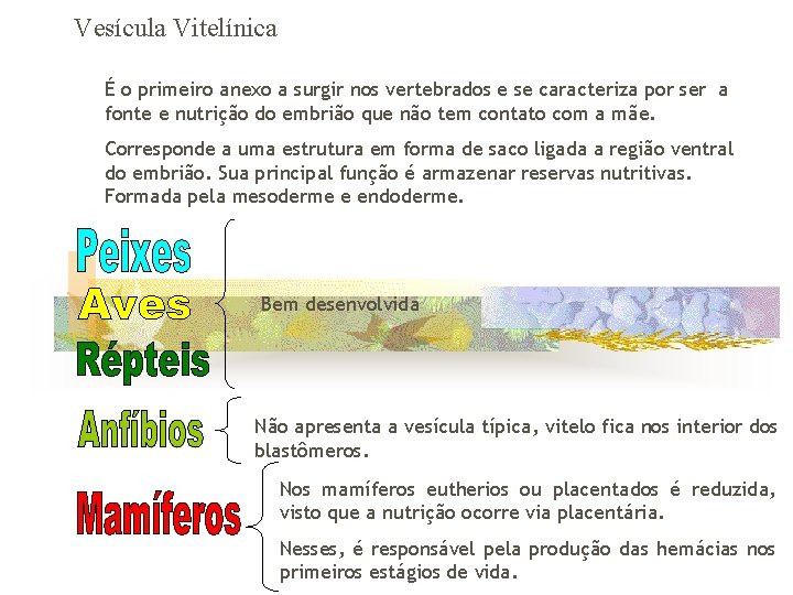 Vesícula Vitelínica É o primeiro anexo a surgir nos vertebrados e se caracteriza por