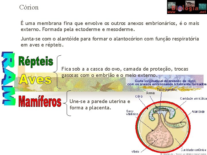 Córion É uma membrana fina que envolve os outros anexos embrionários, é o mais