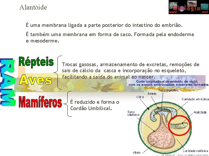 Alantóide É uma membrana ligada a parte posterior do intestino do embrião. É também