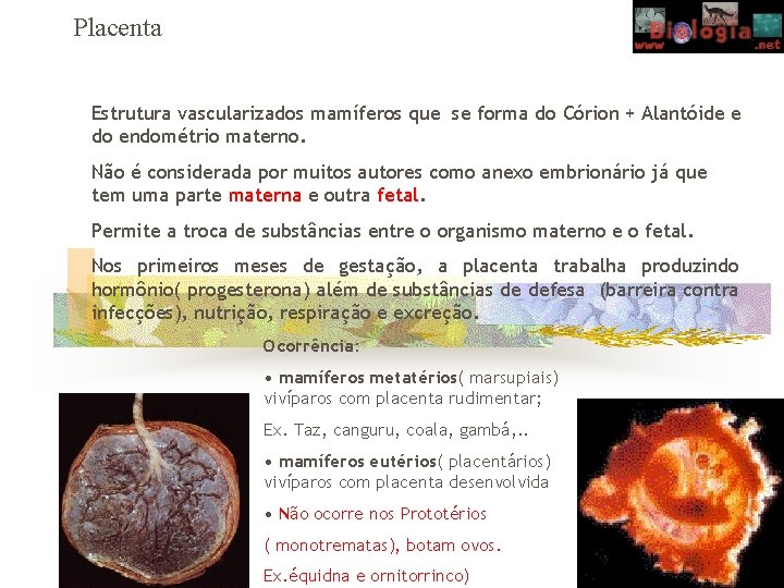 Placenta Estrutura vascularizados mamíferos que se forma do Córion + Alantóide e do endométrio