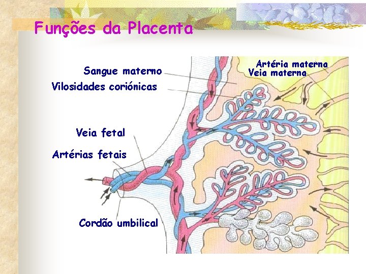 Funções da Placenta Sangue materno Vilosidades coriónicas Veia fetal Artérias fetais Cordão umbilical Artéria