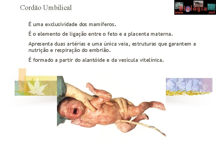 Cordão Umbilical É uma exclusividade dos mamíferos. É o elemento de ligação entre o
