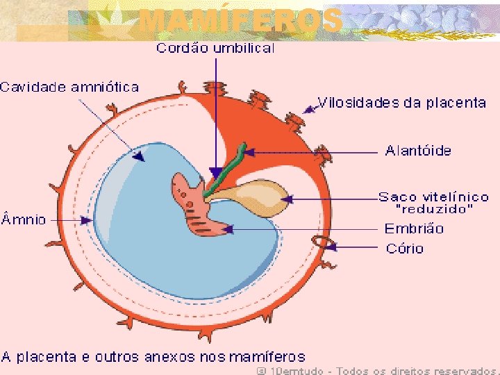MAMÍFEROS 