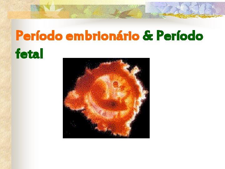 Período embrionário & Período fetal 