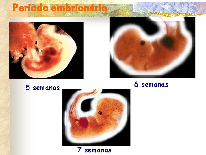 Período embrionário 6 semanas 5 semanas 7 semanas 