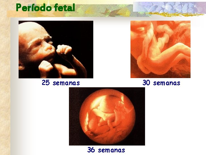 Período fetal 25 semanas 30 semanas 36 semanas 