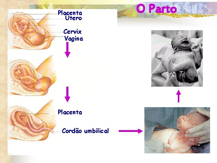 Placenta Útero Cordão umbilical Cervix Vagina Placenta Cordão umbilical O Parto 