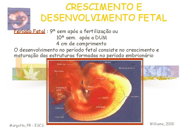 CRESCIMENTO E DESENVOLVIMENTO FETAL Período Fetal : 9ª sem após a fertilização ou 10ª