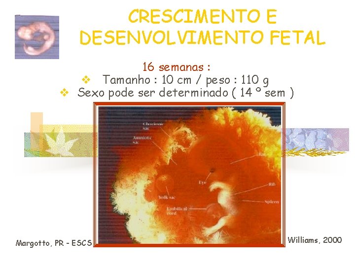 CRESCIMENTO E DESENVOLVIMENTO FETAL 16 semanas : v Tamanho : 10 cm / peso