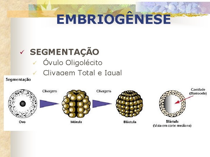 EMBRIOGÊNESE ü SEGMENTAÇÃO ü ü Óvulo Oligolécito Clivagem Total e Igual 