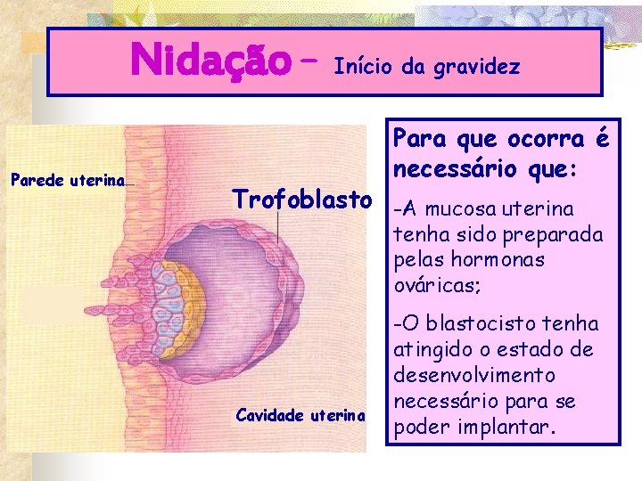 Nidação – Parede uterina Início da gravidez Para que ocorra é necessário que: Trofoblasto