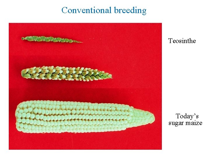 Conventional breeding Teosinthe Today’s sugar maize 