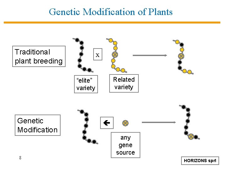 Genetic Modification of Plants Traditional plant breeding x Related variety “elite” variety Genetic Modification