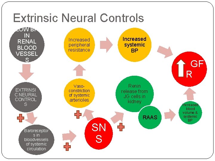 Extrinsic Neural Controls LOW BP IN RENAL BLOOD VESSEL S EXTRINSI C NEURAL CONTROL
