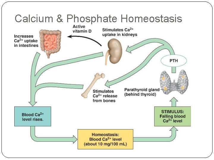Calcium & Phosphate Homeostasis 