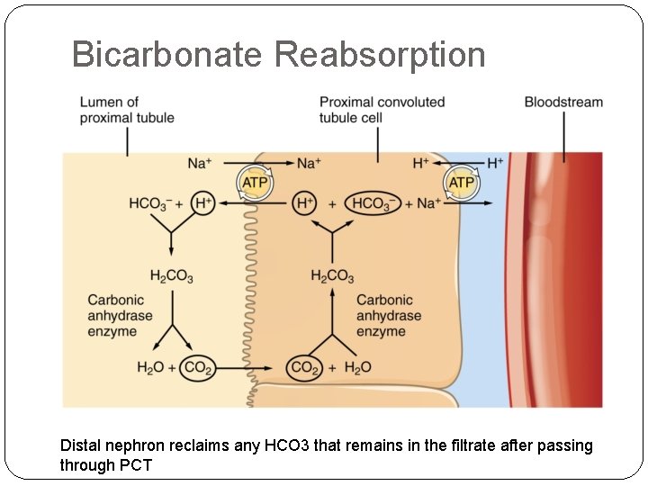 Bicarbonate Reabsorption Distal nephron reclaims any HCO 3 that remains in the filtrate after
