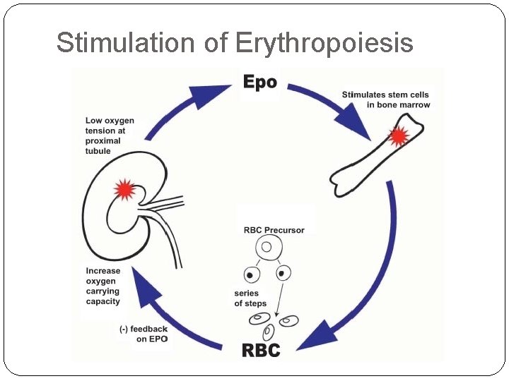 Stimulation of Erythropoiesis 