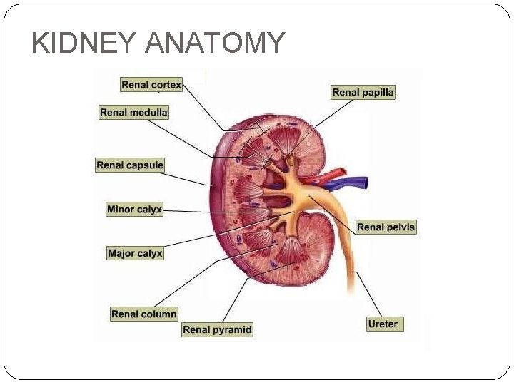 KIDNEY ANATOMY 