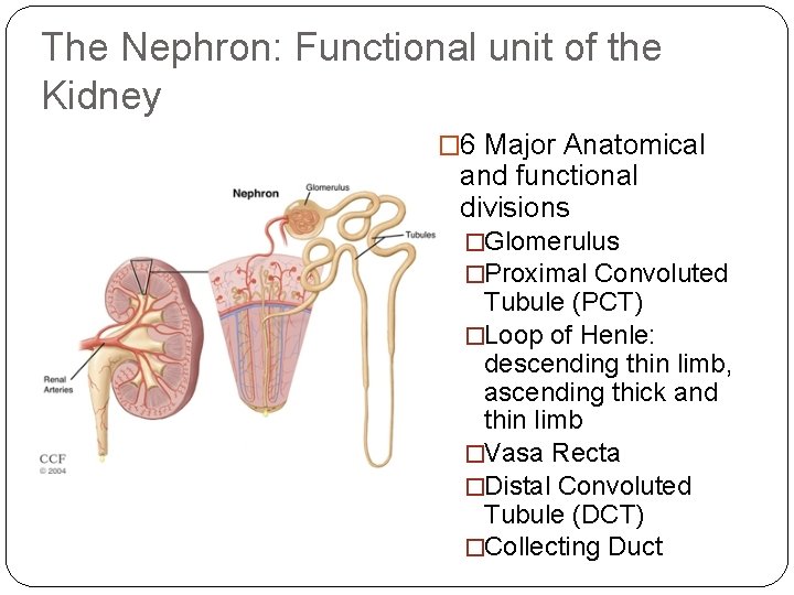 The Nephron: Functional unit of the Kidney � 6 Major Anatomical and functional divisions