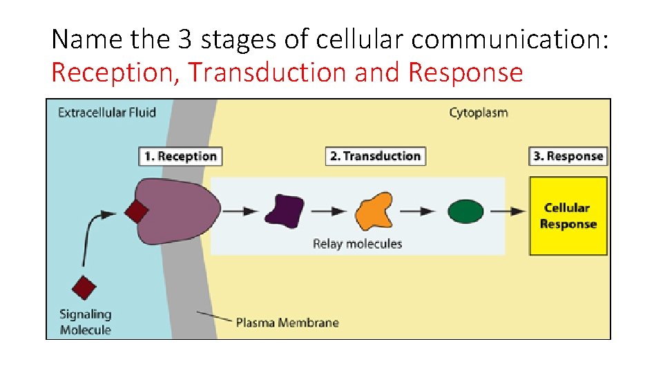 Name the 3 stages of cellular communication: Reception, Transduction and Response 