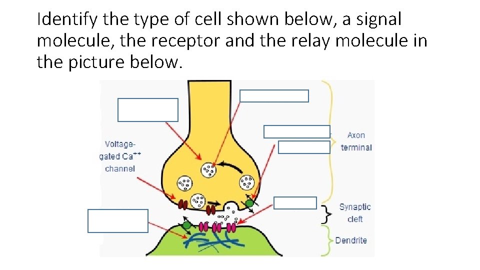 Identify the type of cell shown below, a signal molecule, the receptor and the