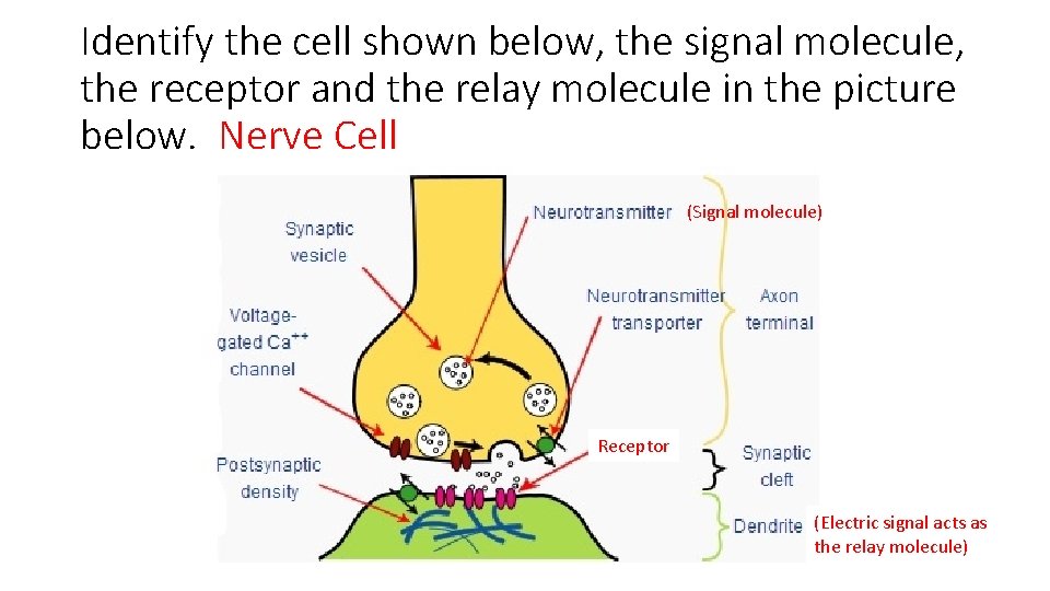 Identify the cell shown below, the signal molecule, the receptor and the relay molecule